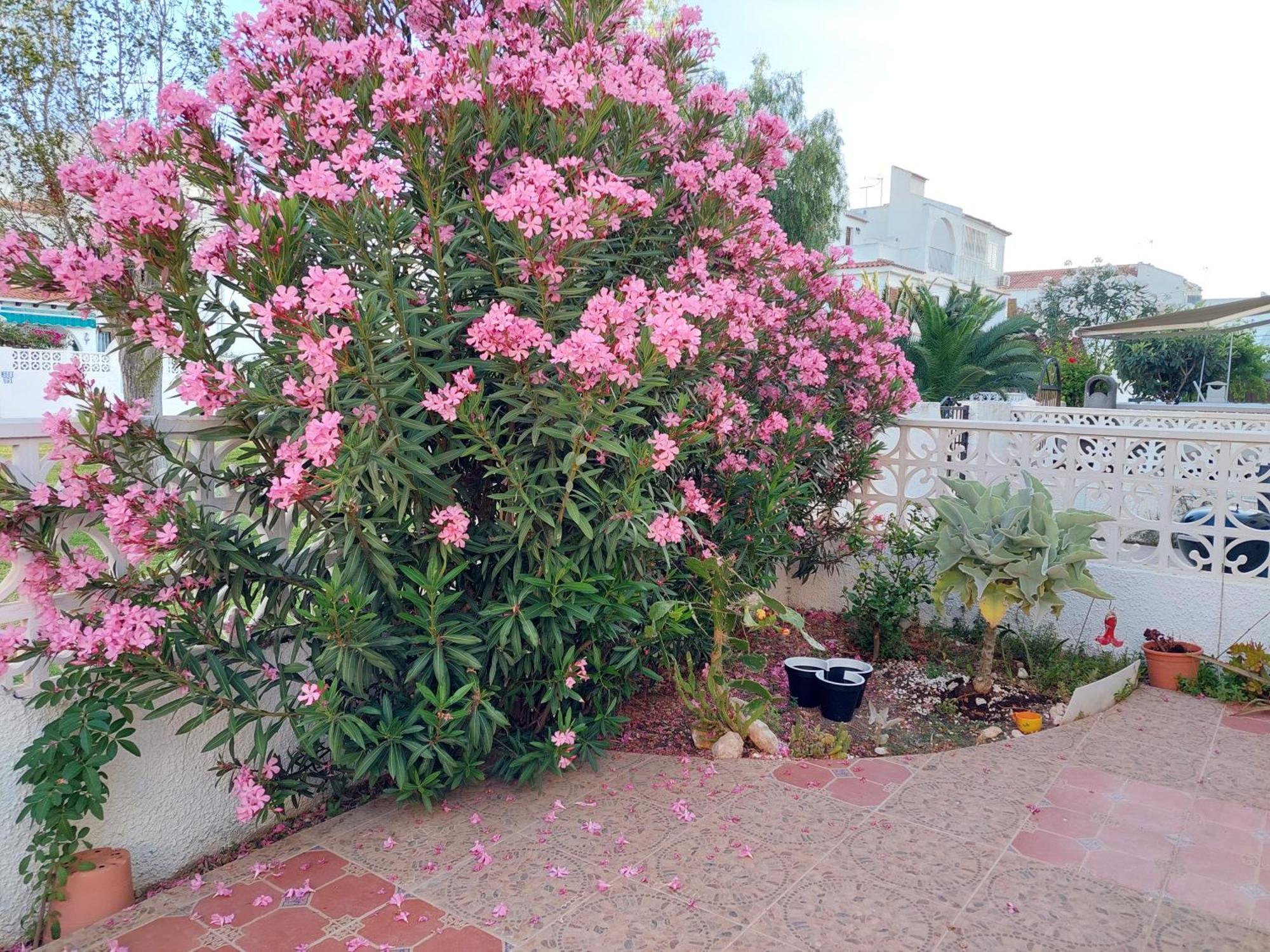 Haus Am Meer Torrevieja Zewnętrze zdjęcie